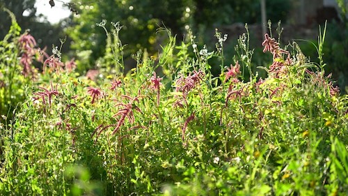 Observatorio de flora invasora